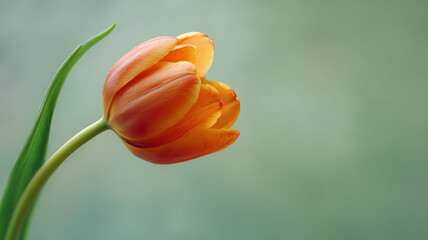 春のパステルカラーのチューリップブーケ、優しく明るい背景とコピースペース（お祝い、季節）