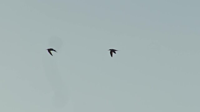 Pair of arctic terns flying in the sky