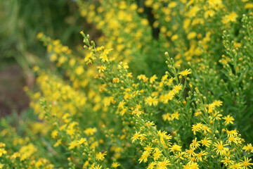 Goldenrod flowers in bloom, vibrant yellow wildflowers, nature background, perfect for summer designs, floral patterns and seasonal decorations, close-up shot, outdoor scene