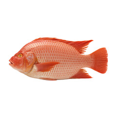 A whole red tilapia fish on transparent background