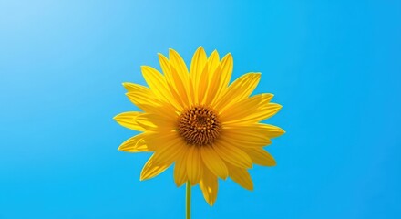 Vibrant yellow flower on bright blue background — symbolizing joy, positivity, and summer energy