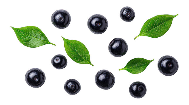 Acai Berries」の写真素材 | 82,263件の無料イラスト画像 | Adobe Stock