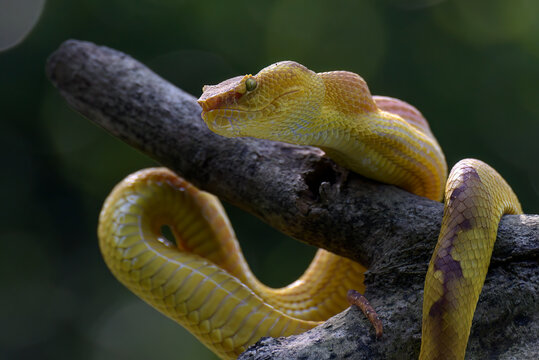 Yellow white-lipped pit viper coiled around a tree