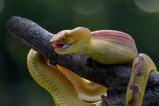 Yellow white-lipped pit viper coiled around a tree
