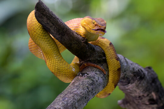 Yellow white-lipped pit viper coiled around a tree