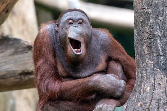 Close up portrait of a funny face orangutan