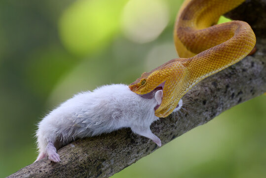 Yellow white-lipped pit viper coiled and its prey