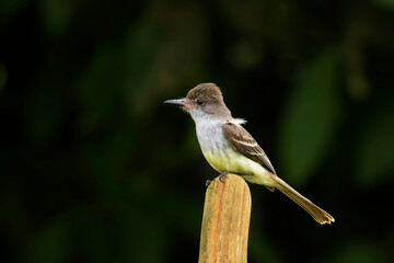 Yellow-bellied Elaenia (Elaenia flavogaster) perched on a post, St Vincent and the Grenadines, West Indies.