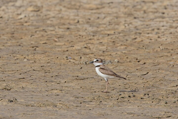 Wilson's Plover (Anarhynchus wilsonia), on the mud around McKinnon's Pond, Antigua and Barbuda, West Indies.