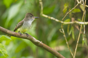 Yellow-bellied Elaenia (Elaenia flavogaster) perched on a branch, St Vincent and the Grenadines, West Indies.