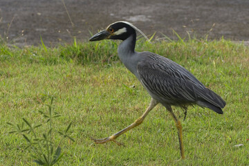 Yellow-crowned Night Heron (Nyctanassa violacea) walking on grass, Grenada, West Indies.
