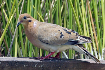 Zenaida Dove (Zenaida aurita) standing close on a wall, Grenada, West Indies.