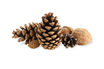 Decorative pine cones and walnuts perfect for crafts, on white, PNG