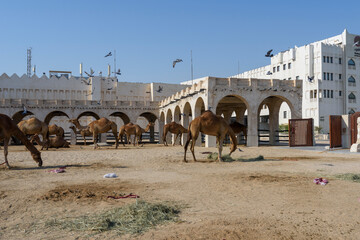 Royal Camels in Doha, Qatar, Middle East