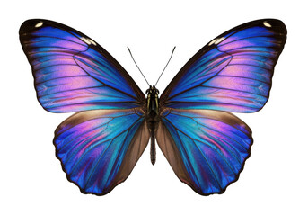 Fototapeta premium Captivating butterfly with iridescent wings, showcasing a mesmerizing blend of blue and purple hues, isolated on transparent background, enchanting