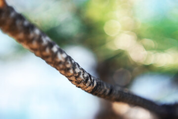 Close-up of tree branch with textured bark and blurred green and yellow background in natural outdoor setting