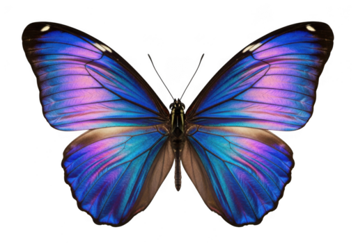 Captivating butterfly with iridescent wings, showcasing a mesmerizing blend of blue and purple hues, isolated on transparent background, enchanting