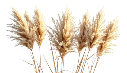 Fototapeta premium Plume grasses, fluffy beige plumes, against black background
