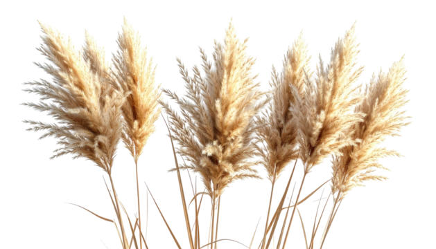 Plume grasses, fluffy beige plumes, against black background - Powered by Adobe