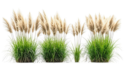 Four clumps of pampas grass against a dark background