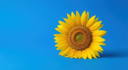 Bright yellow flower on vibrant blue background — symbolizing joy, energy, and summer vibes