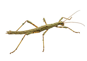 Isolated green stick insect, Phasmatodea, walkingstick or stick-bug, insect disguise and camouflage