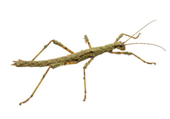 Isolated green stick insect, Phasmatodea, walkingstick or stick-bug, insect disguise and camouflage