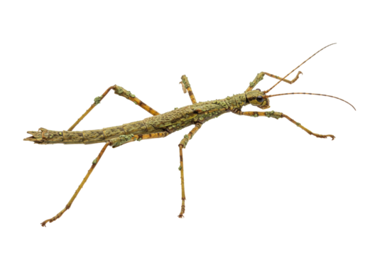 Isolated green stick insect, Phasmatodea, walkingstick or stick-bug, insect disguise and camouflage