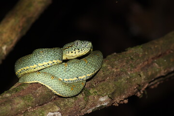 Bothrops bilineatus – Green Jararaca resting on branch at night, Manu Biosphere Reserve, Peru