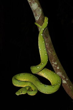 Corallus batesii &ndash; Emerald Tree Boa hanging from branch at night, Manu Biosphere Reserve, Peru