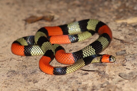 Micrurus obscurus &ndash; Black-necked Amazonian Coral Snake on forest floor at night, Manu Biosphere Reserve, Peru