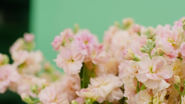A smooth right-to-left dolly shot with a rack focus that shifts the soft focus from the foreground to the middle of the pink Stock flower bouquet.