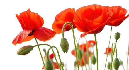 Naklejka premium Poppy flowers blooming bright red petals delicate stems close up