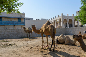 Royal Camels in Doha, Qatar, Middle East