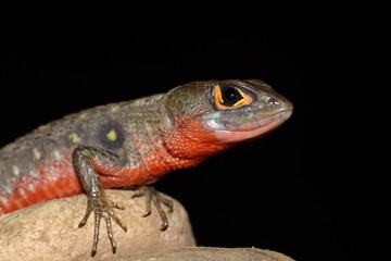 Potamites erythrocularis – Stream Lizard on rock, Manu Biosphere Reserve, Peru