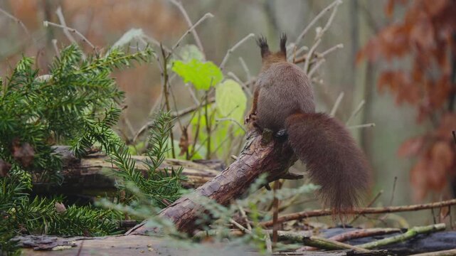 Red squirrel Sciurus vulgaris climbing low branch slowly in soft forest light