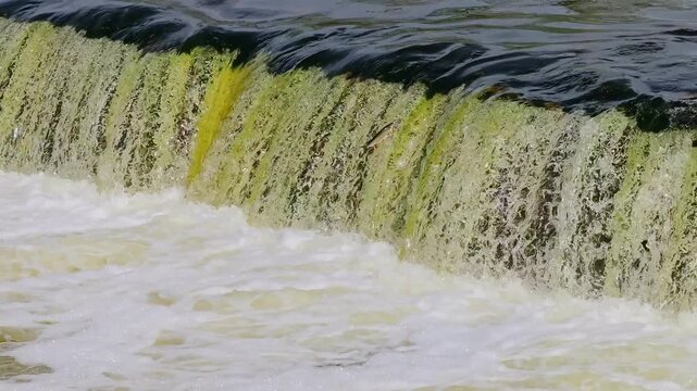 Symbolic view of biodiversity and life cycle captured during fish migration