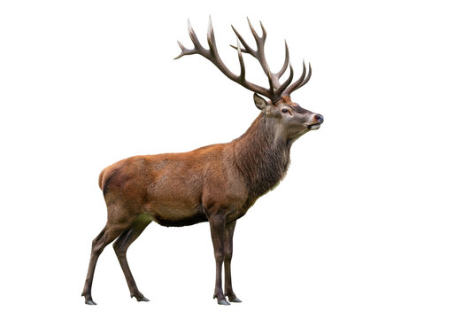 Isolated Noble Red Deer Stag Cervus elaphus Standing Tall with Antlers Facing Right Side Profile