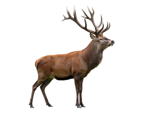 Isolated Noble Red Deer Stag Cervus elaphus Standing Tall with Antlers Facing Right Side Profile
