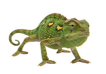 Isolated green chameleon with yellow spots crawling, looking forward, against plain backdrop