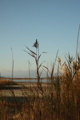 Fototapeta premium Natural Calmness and Healthy Lifestyle Inspiration