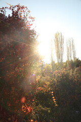 Natural Calmness and Healthy Lifestyle Inspiration