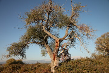 Natural Calmness and Healthy Lifestyle Inspiration