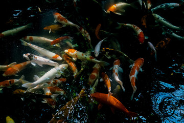 Koi fishes of various colors swimming in a pool
