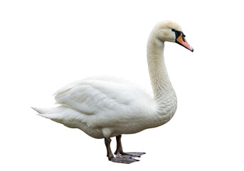 Isolated mute swan standing on its feet, beautiful waterfowl with vibrant bill color