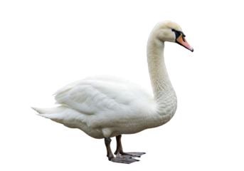 Isolated mute swan standing on its feet, beautiful waterfowl with vibrant bill color