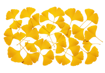 Isolated group of golden yellow ginkgo biloba leaves in fall color still life arrangement