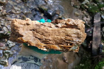 Fascinating layered chalcedony in limestone, newly unearthed from a stream. A gloved hand cradles this geological find