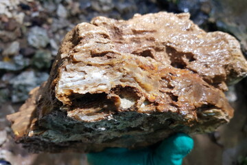 Layers of chalcedony in limestone rock, glistening with moisture, unearthed from a stream bed. A striking geological specimen