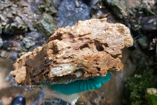 A hand in a glove displays a raw, layered chalcedony and limestone specimen, freshly plucked from a sunlit creek bed